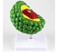 Modello ingrandito del virus HIV Struttura del virus Anatomia Dimostrazione citopatica Modello del virus dell'AIDS, for la visualizzazione didattica della microbiologia medica.