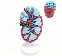 Modello ingrandito della microstruttura del linfonodo umano, modello anatomico in PVC con struttura del tessuto trasparente, for la visualizzazione dello studio di biologia clinica e