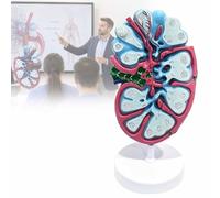 Modello Ingrandito Della Microstruttura Di Un Linfonodo Umano, Modello Didattico Di Anatomia E Biologia Linfatica, Texture Tissutale, Materiale In Pvc Di Alta Qualità, Visualizzazione