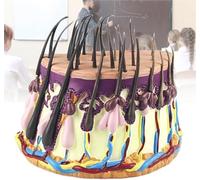 Modello ingrandito di anatomia dei capelli umani, modello di anatomia della pelle, modello di anatomia del processo di crescita del follicolo pilifero, modello di anatomia for l'apprendimento