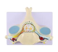 Modello Ingrandito di Colonna Cervicale Quinta Vertebra e Midollo | Pvc, Design Anatomico per Studio, Adatto ad Aula di Anatomia e Supporto Didattico