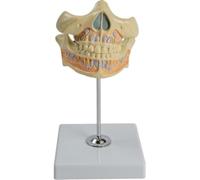 Modello ingrandito di denti decidui umani, modello di formazione dentale mobile in 2 parti con germe dentale permanente, dimostra la crescita della dentatura mista