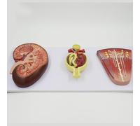 Modello ingrandito di rene e glomerulo con segni digitali e base | Modello anatomico di rene umano, strumento di anatomia del nefrone e glomerulo per l'insegnamento della fisiologia