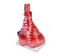 Modello ingrandito lobulo-alveoli, albero bronchiale, vasi sanguigni | Modello di anatomia alveolare ingrandito che mostra bronchioli terminali per educazione in fisiologia respiratoria