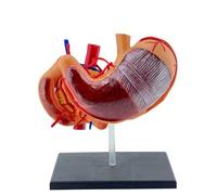 Modello interattivo di anatomia dello stomaco 4D per studenti di medicina Professionisti sanitari PVC 4D Anatomia Scienza Strumento di preparazione dell'esame realistico Forniture didattiche Ospedale