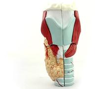Modello laringeo, modello medico anatomico dell'anatomia della laringe | Modello anatomico dettagliato della laringe umana per l'educazione e la formazione medica, ideale per la sanità