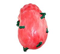 Modello linfonodale, Modelli scientifici di Anatomia Umana - Modello Medico di Anatomia pittorica avanzata per la visualizzazione di studi scientifici, addestramento degli Studenti della SCU