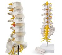 Modello lombare della colonna vertebrale - Modello umano vertebra lombare anatomia con sacro e nervi spinali Chiropratico medico studente medico dimostrazione di studio