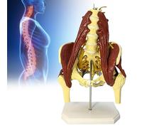 Modello lombare e pelvico, colonna vertebrale umana con modello muscolare, gambe rimovibili per l'insegnamento dell'ortopedia e della chirurgia, struttura chiara, ben proporzionata