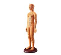 Modello Maschio AkuPoint Femminile Modello AkuPoint Con Punti AkuPoint Umano Acupoint Modello Con Cinese Punti Agopuntura Modello