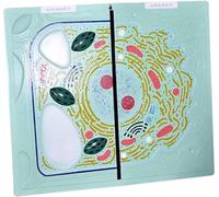 Modello medico a contrasto di cellule vegetali animali Modelli anatomici e comparativi di cellule for l'anatomia biologica dell'insegnamento biologico della scuola media
