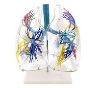 Modello Medico Anatomico Polmonare - Albero Bronchiale Trasparente per | Modello polmonare anatomico - Albero bronchiale dettagliato per l'educazione medica e la formazione in biologia o strutture