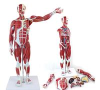 Modello Medico Del Corpo Umano, Modello Muscolare, Organi Interni, Struttura Anatomica, Smontaggio Dei Tessuti, Simulazione Del Movimento, Materiale Didattico, Modello Del Corpo Umano Immaginario Da