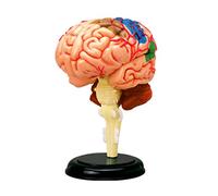 Modello medico dell'esposizione umana per l'insegnamento delle neuroscienze Modello anatomico umano per l'apprendimento della ricerca scientifica Anatomico