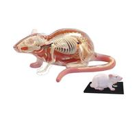 Modello medico di anatomia del ratto 4D
