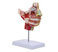 Modello medico educativo di cotolette umane tagli facciali, nervi vascolari vasi sanguigni, metà per anatomia, cotolette tagli facciali, vasi sanguigni nervi vascolari