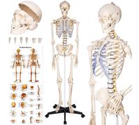 tectake® Modello Anatomico di Scheletro Umano a Grandezza Naturale, Mandibola Mobile, Braccia e Gambe Smontabili, Modello Lavabile e Resistente, Poster Anatomico Incluso