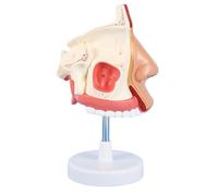 Modello medico umano della cavità nasale, modello di respirazione dell'orecchio, del naso e della gola anatomia a grandezza naturale per l'attrezzatura didattica