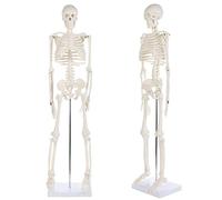 Modello mini scheletro umano, 90 cm con cappuccio rimovibile a forma di | Modello educativo di scheletro umano, strumento didattico di anatomia per aule di biologia e studenti di medicina