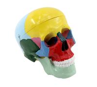 Modello, Modello di Scheletro Della Testa di Anatomia Umana Adulta a Grandezza