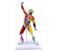 Modello Muscolare Anatomico, Scheletro Umano 50cm per Uso Educativo | Modello anatomico umano per l'educazione - Scheletro muscolare dettagliato per insegnamento, apprendimento e studi medici