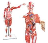 Modello muscolare del corpo umano a grandezza naturale in 27 parti con organi rimovibili per l'allenamento e l'istruzione di anatomia