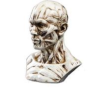 Modello Muscolare del Cranio Human Head Modello di Resina Anatomica Modello d'Arte di Riferimento di Riferimento per la Pittura dell'artista Aiuta l'insegnamento Assistenza