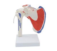 Modello Muscolare Della Spalla Ufficio Medico E Aula Modello Anatomico PVC 1 PZ
