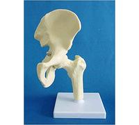 Modello muscolare dell'articolazione dell'anca, modello 1: 1 a grandezza naturale dell'anca con muscolo - articolazione dell'anca umana con modello muscolare per display di insegnamento di studio