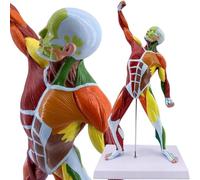Modello Muscolare di Anatomia Umana 50 cm Modello di Anatomia Muscolare ad Alta Muscolo Modello in Miniatura colorato dei Muscoli Modello di Anatomia del Corpo Umano per Lo Studio di fisiologia