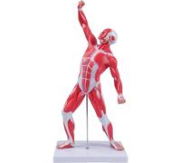 Modello Muscolare di Anatomia Umana da 50 cm, Modello di Sistema Muscolare in Miniatura da 20", visualizzazione dell'anatomia e della Struttura dei Muscoli del Modello Medico Superficiale
