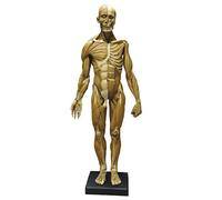 Modello muscolare di figura di anatomia umana da 23,6 pollici for artisti e studenti