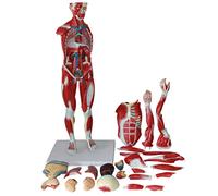 Modello Muscolare Umano di Mezza Dimensione, Modello Anatomico del Corpo, Figura Muscolare, Organo Muscolare, Muscolare, 27 Parti Rimovibili 1/2 Replica Umana, Formazione Didattica