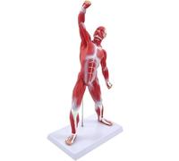 Modello muscolare umano - Figura anatomica in miniatura del sistema muscolare da 50,8 cm, per studio e insegnamento di fisiologia medica
