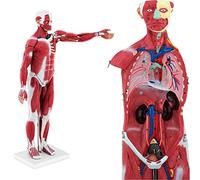 Modello Muscolare Umano Unisex Insegnamento Medico Staccabile 78Cm Tessuto Organo Interno Modello Anatomico Fitness Arte Sport Corpo Umano Anatomia Muscolare Adulto 27 Pezzi