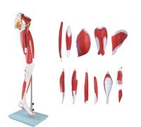 Modello muscolo gamba umana - 13 parti di visualizzazione anatomica a | Modello a grandezza naturale del muscolo della gamba umana per studio anatomico, 13 parti dettagliate per scopi di formazione