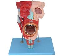 Modello nasofaringe, modello anatomico della testa e del muscolo per scopi scientifici ed educativi