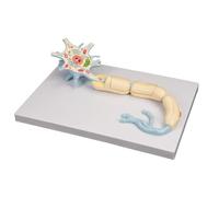 Modello neuronale,Modello diorama del neurone motore 2500x,Modello umano anatomico dei nervi cerebrali medici a 2 parti,Strumento didattico allargato della struttura della fibra del nervo del corpo