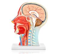 Modello neurovascolare a metà testa umana con muscolatura, modello medico di anatomia del viso a grandezza naturale, strumento di visualizzazione dell'educazione all'apprendimento