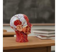 Modello Neurovascolare Della Testa Anatomia Dettagliata per Aula, Studio Medico