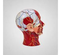 Modello Neurovascolare Della Testa Anatomia Dettagliata per Laboratorio, Medici