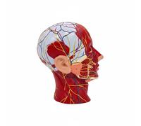 Modello Neurovascolare Della Testa Anatomia Dettagliata per Laboratorio, Medici