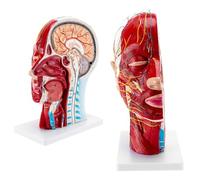 Modello neurovascolare superficiale di mezza testa umana con muscolatura Modello anatomico della testa for l'educazione all'anatomia in biologia medica
