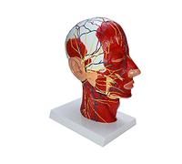 Modello neurovascolare umano a mezza testa con modello di insegnamento della muscolatura per anatomia medica biologia istruzione testa umana neurovascolare con muscolo per medico