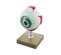 Modello Occhio Scomponibile in 6 Parti - Modello Didattico Anatomico