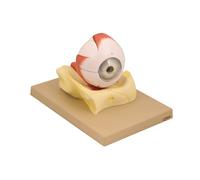 Modello Occhio Scomponibile in 7 Parti - Modello Didattico Anatomico