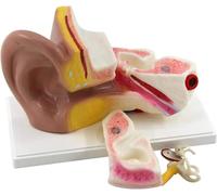 Modello Orecchio Modello Anatomico Dell'orecchio Umano Ingrandito 3X, Struttura Anatomica Rimovibile Strumenti Didattici Biologia Dell'orecchio Che Mostrano Le Regioni Principali, For Ricerca Studi