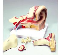 Modello Orecchio Scomponibile in 4 Parti