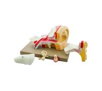 Modello Orecchio Scomponibile in 4 Parti - Modello Didattico Anatomico