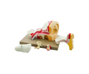 Modello Orecchio Scomponibile in 4 Parti - Modello Didattico Anatomico